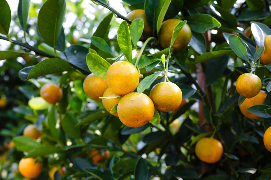 Fresh citrus fruits arranged in a beautiful display - oranges, lemons, and grapefruits bursting with vibrant colors